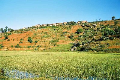 Rizière, colline et village.