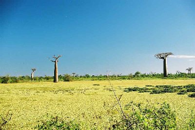 Champs et baobabs.