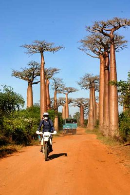 Piste des tsinguys, la célèbre allée des baobabs, le matin.