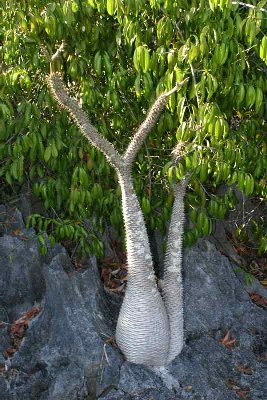 Les plantes s’accrochent où elles peuvent, résistent à la chaleur et aux longues périodes de sécheresse.