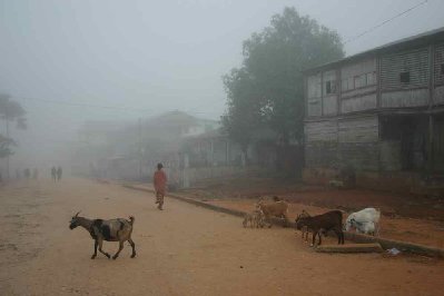 Chèvres matinales dans la brume des rues de Bélo sur Tsiribihina.