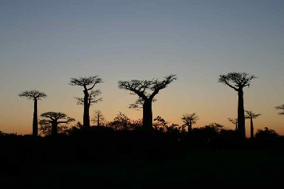Baobabs dans la pénombre.