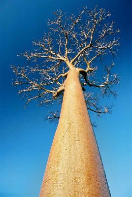 Baobab roi de Madagascar ?