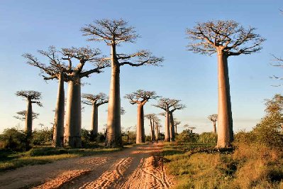 Allée des baobabs le soir.