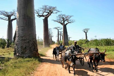 Attelage dans l’allée de baobabs.