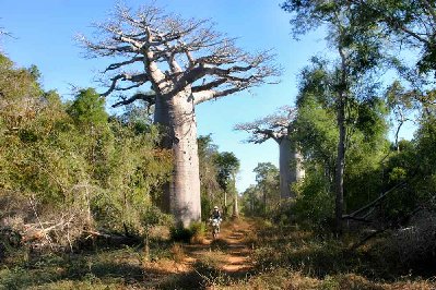 Quelques baobabs solitaires, ils voient beaucoup moins de touristes que ceux de Morondave.