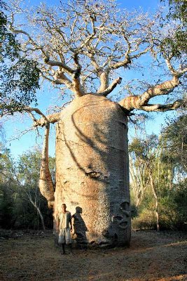 Baobab.