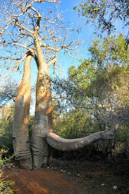 Baobab.