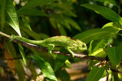 Caméléon.