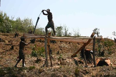 les scieurs de long fabriquent les planches  sur le lieu de coupe avec une précision étonnante