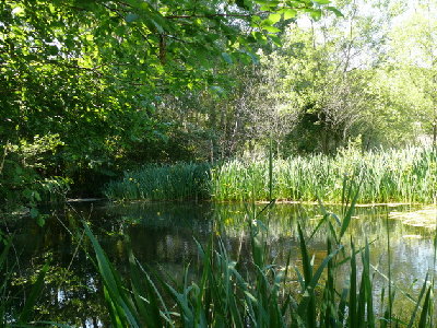 Le petit étang qui alimentait autrefois la cour du chateau de sausset