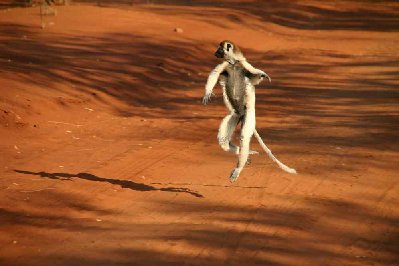 ils évoluent au sol par bonds majestueux, dans le style des ballets