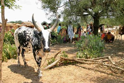 bèle bête,la viande de zébu malgache est  excellente, elle veau le charolais !! à la vache quelle faute (de goût ?)