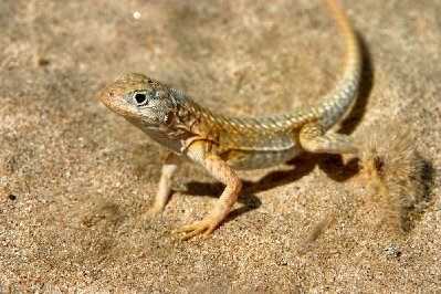 Mada est aussi un paradis pour les amateurs de bestioles en tout genre  lézards,serpents,crocodiles,caméléons,oiseaux,lémuriens,insectes bizares rampants et volants.....