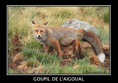 goupil pas farouche un jour de pluie