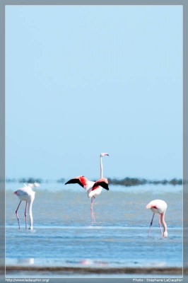 Flamand Rose : Et là, tu m'vois ?