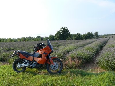 MTP_Valensole_062008_41.jpg