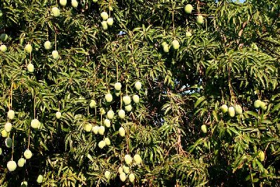 Il y a beaucoup de manguiers chargés de fruits