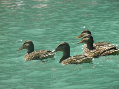 DSCN1797.JPG (157.51 Kio) Vu 17250 fois en hommage à RVcoincoin