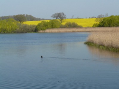 P1260134 (Copier).JPG
