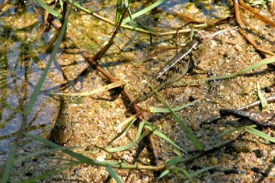 Poissons périophthalmes , habitant des mangroves, ils vivent à fleur d’eau, respirent à l’air libre et se déplacent très rapidement par bonds sur leurs nageoires, vous avez dit bizarre ? comme c’est étrange