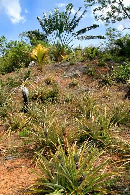 Ananas et arbre du voyageur à Nosy Sakatia