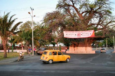 Le vieux baobab sur la promenade fait office  de rond-point