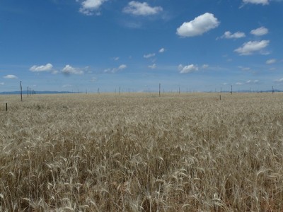 P1410042 (Copier).JPG