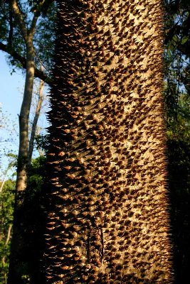 Les arbres ont inventé des systèmes défensifs, ici tronc piquant à faire pâlir les tortionnaires du moyen âge