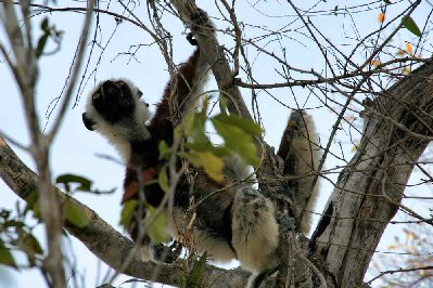 Lémurien , un des propithèques de verreaux , sifaka en malagasy