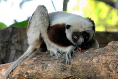 Sifakas sans doute à la recherches de sels minéraux