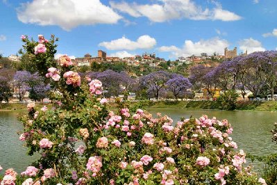 Lac Anosy dans le centre ville entouré de jacarandas en fleurs, sur la colline, la ville haute, le rova, palais de la reine abîmé par un incendie en 1995